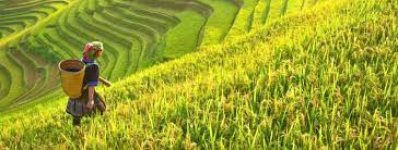 Berikut 7 Sejarah Tentang Agrikultur Di Dunia