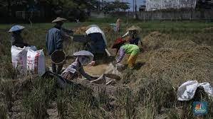 8 Tantangan Agrikultur Yang Di Hadapi Thailand