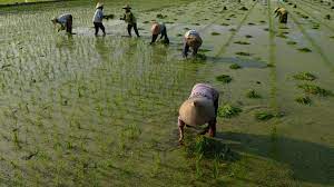 8 Tantangan Agrikultur Yang Di Hadapi Kamboja